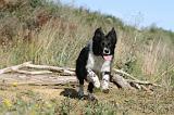 BORDER COLLIE 311